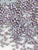 DB2322-1.6mm-300pcs
